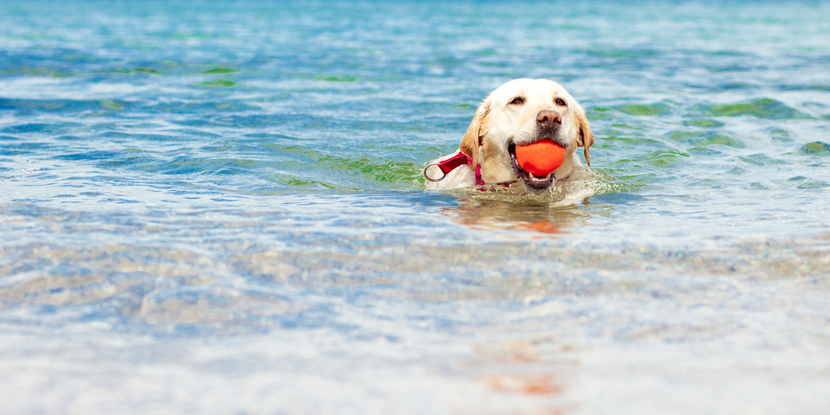 Chris lod sin labrador svømme i havet – 3 dage senere døde hunden