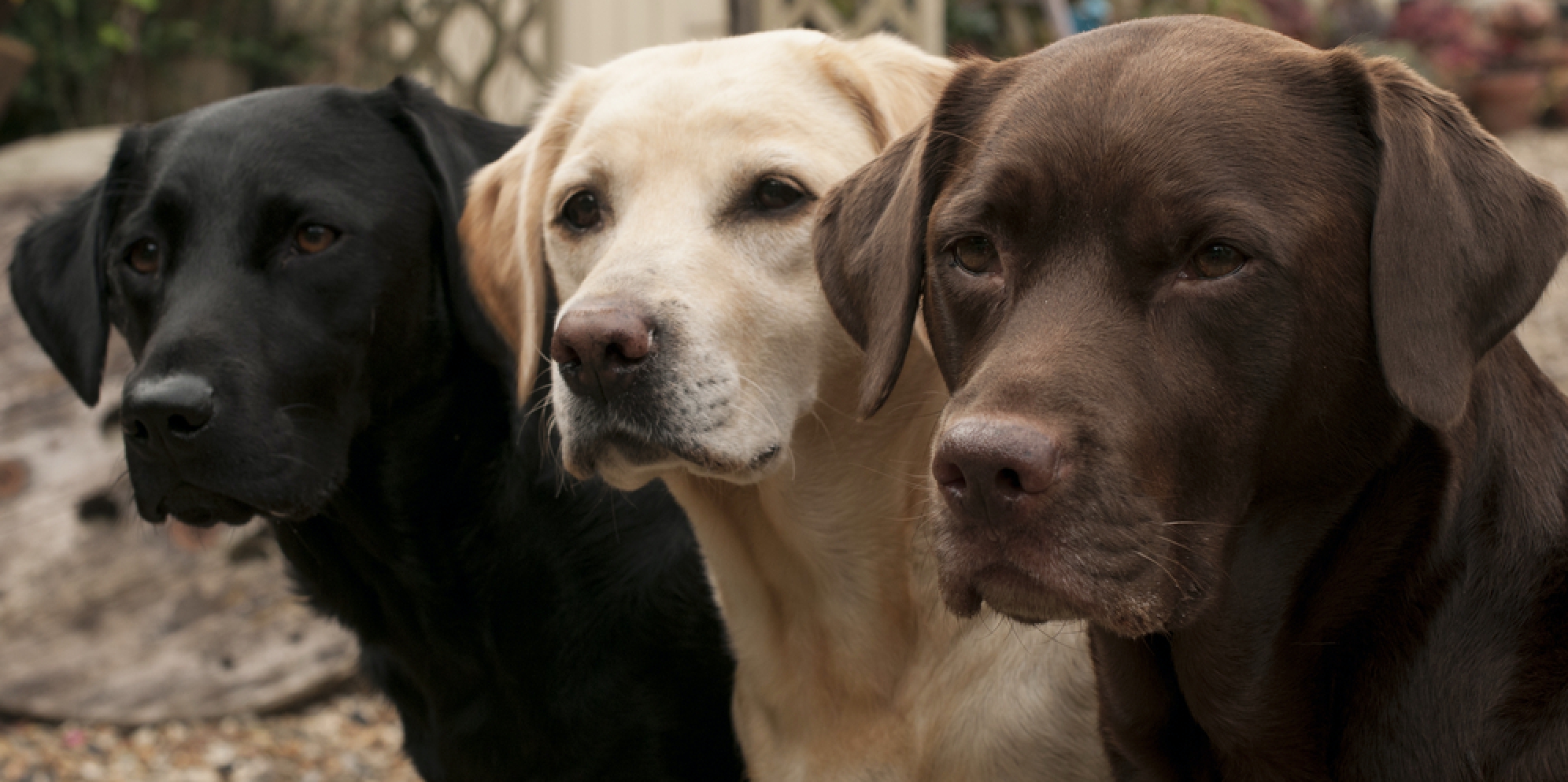 Labrador Retriever