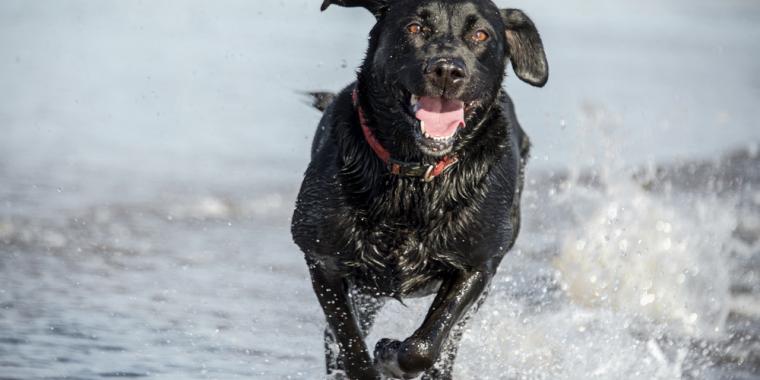 Chris lod sin hund svømme i havet – tre dage senere var den død