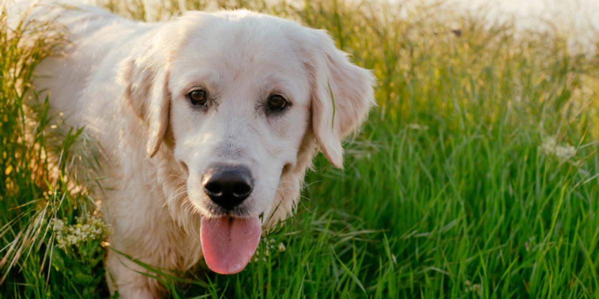 Labrador fik ikke længere opmærksomhed: Så gjorde den det utænkelige