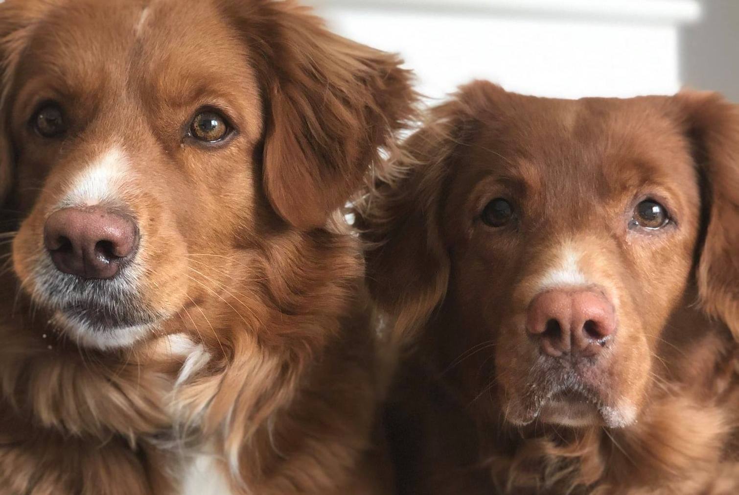 Lars Løkke beder om din hjælp: Beauty er stukket af