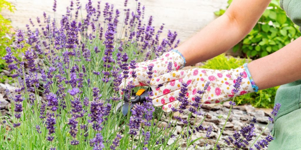 Stort set alle smider dem ud: Plant dem under din lavendel, og se planterne stråle i haven