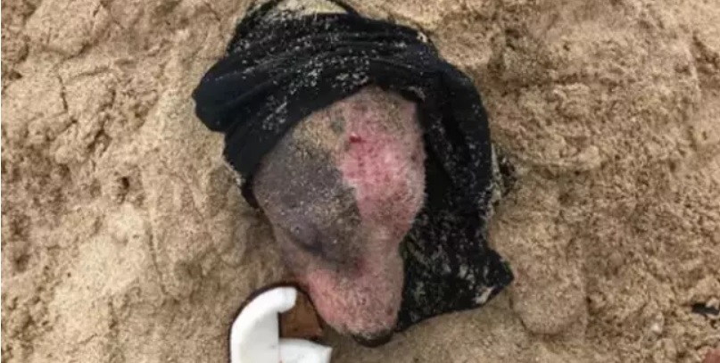 Hund blev levende begravet og forbrændt: Nu er den ikke til at kende