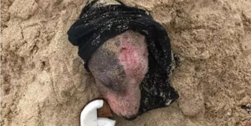 Hund blev levende begravet og forbrændt: Nu er den ikke til at kende