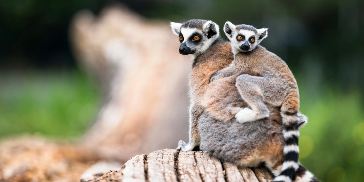 Lemur stukket af på Bornholm efter stormskade: Gå ikke tæt på