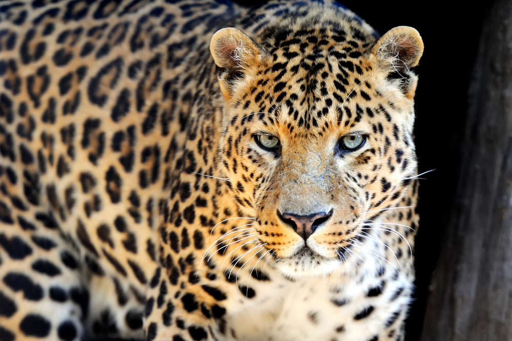 Tragisk: 2-årig dreng sønderrevet af leopard i dyrepark