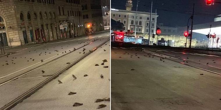 Hundredvis af døde fugle på gaderne i Rom: Skræmt til døde af fyrværkeri