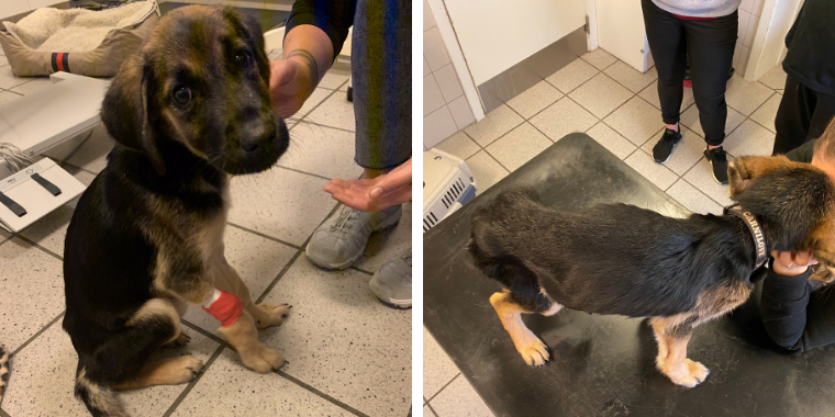 Kunne hverken gå eller stå: Hjælpeløs hvalp lænket til radiator i 7 dage