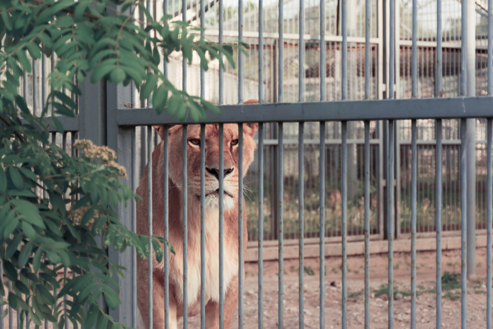 Zoologisk have river kløerne ud på løve, så børn kan lege med den