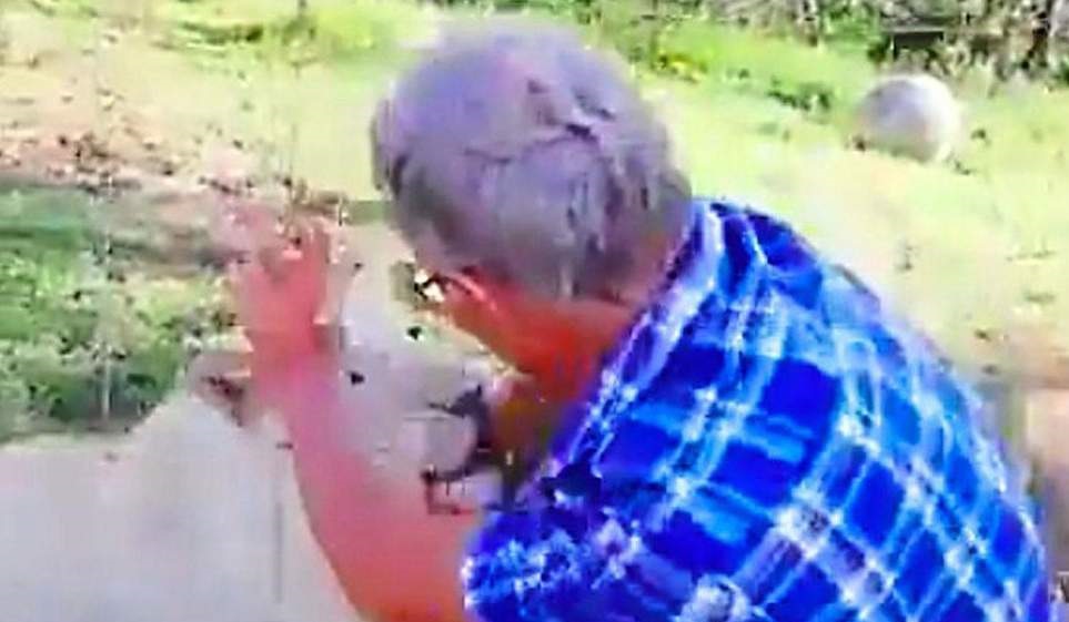 Chokerende video: Mand ville kæle med løver.. Det skulle han ikke have gjort