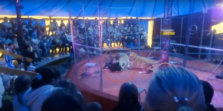 Kaos i cirkus: Løvetæmmer angrebet af vred løve under show