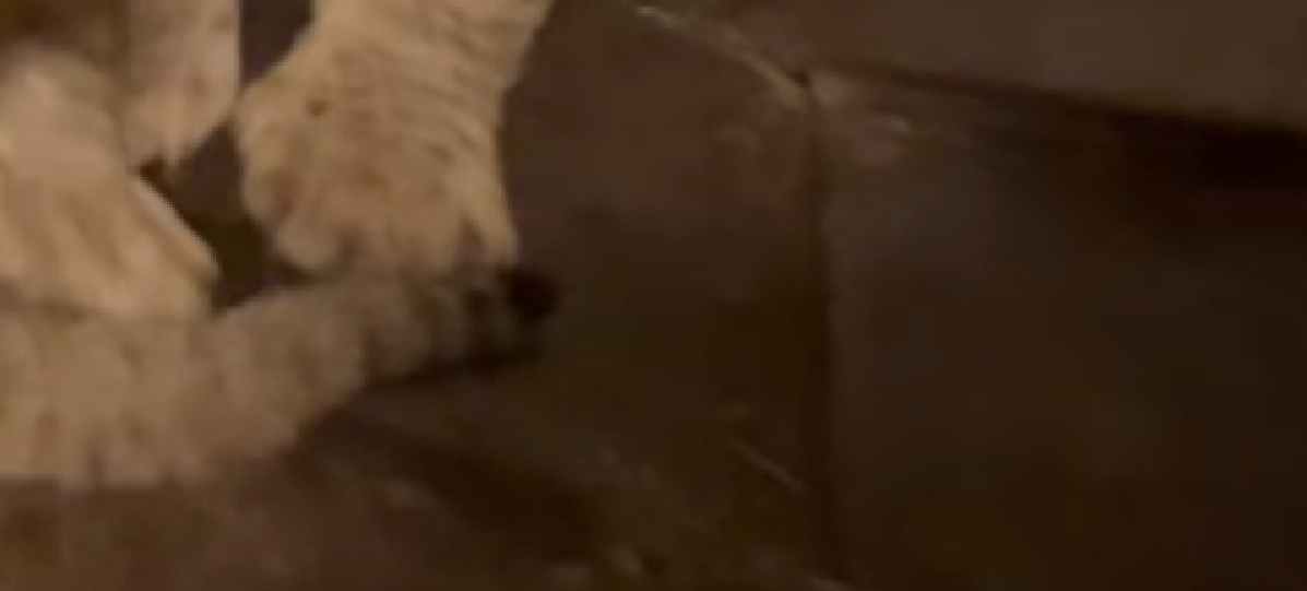 Nuttetheden flyder over: Se videoen af de nyfødte unger i København Zoo