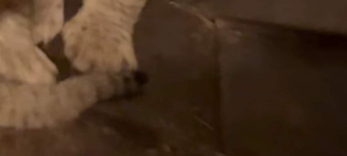 Nuttetheden flyder over: Se videoen af de nyfødte unger i København Zoo