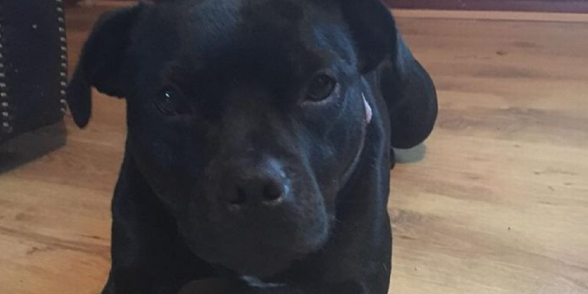 Derfor er hunden menneskets bedste ven: Hunden Lola redder sin ejer fra voldsomt overfald