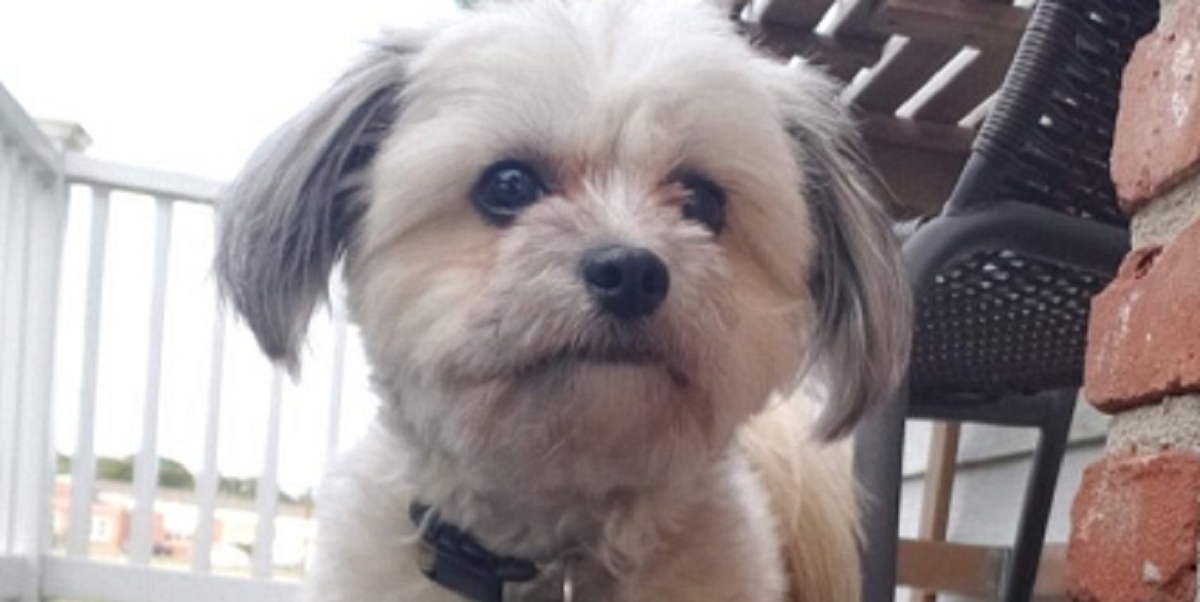 Ældre mands gebis forsvandt under middagsluren: Nu griner hele internettet af, hvor han fandt det