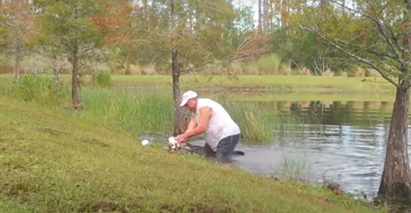 Video: 74-årig mand tvinger alligators gab op for at redde lille hund