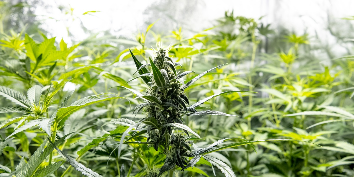 Spansk politi laver verdenshistoriens største beslaglæggelse af marihuana