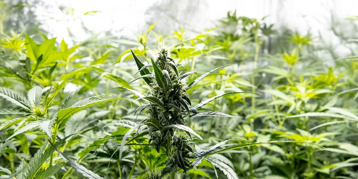 Spansk politi laver verdenshistoriens største beslaglæggelse af marihuana