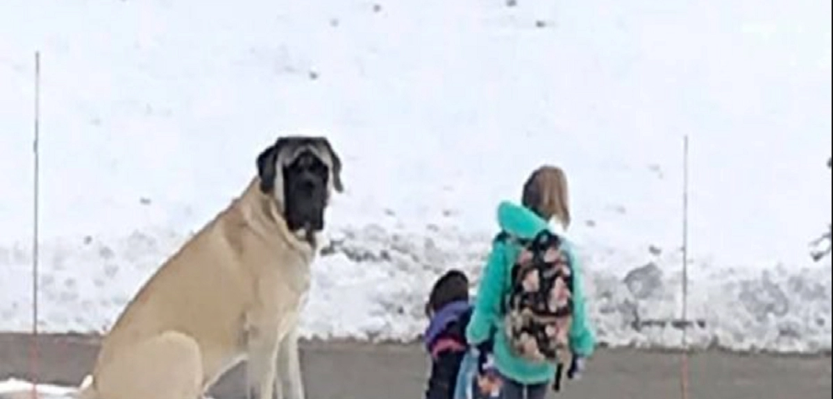 Hunden går samme sted hen hver morgen: Når folk hører hvorfor, får det dem til at smile