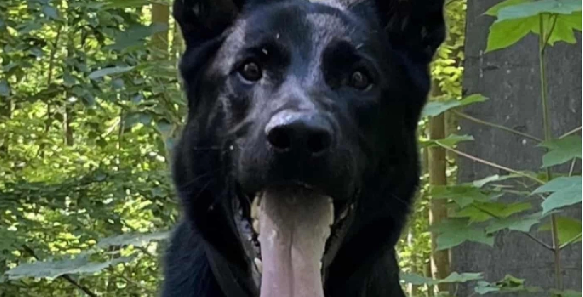Hunden Milo fik øje på noget helt særligt i boligkvarter: Nu belønnes han med godbidder og nus på maven