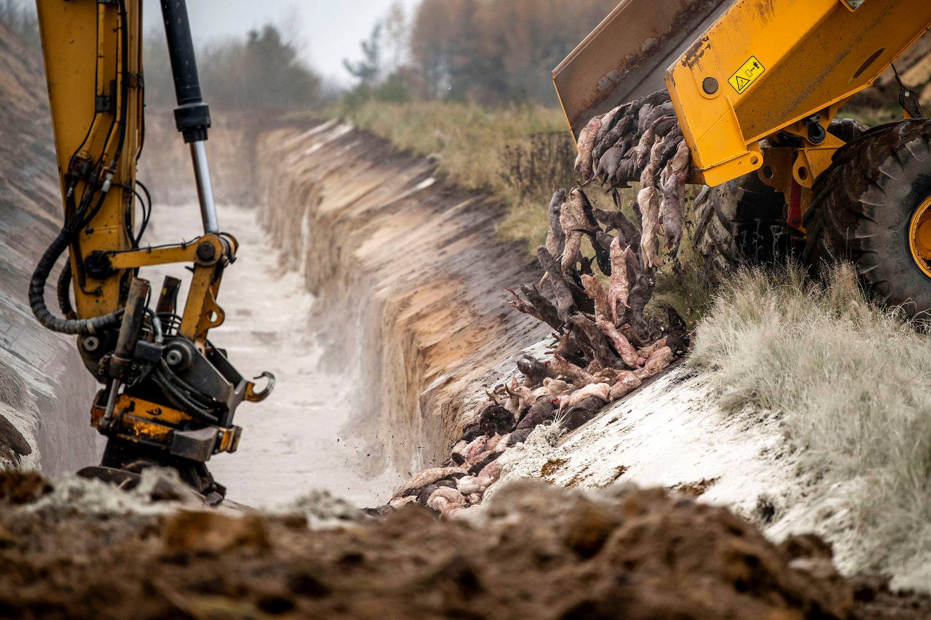 13.300 tons døde mink skal graves op: Så meget kommer det til at koste