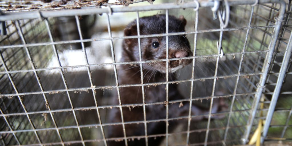 Mink-skandalen fortsætter: Nu får danskerne lov til at betale milliardregning