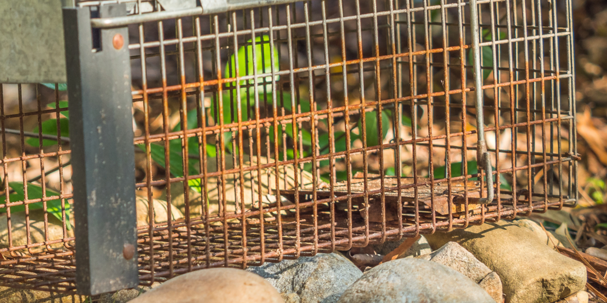 Nyt borgerforslag vil lukke omstridt erhverv: Det “hører ikke til i 2022”