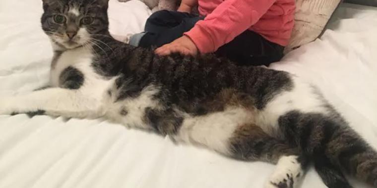 Kat begynder at opføre sig mærkeligt og larme midt om natten: Sophie bliver skrækslagen, da hun opdager hvorfor