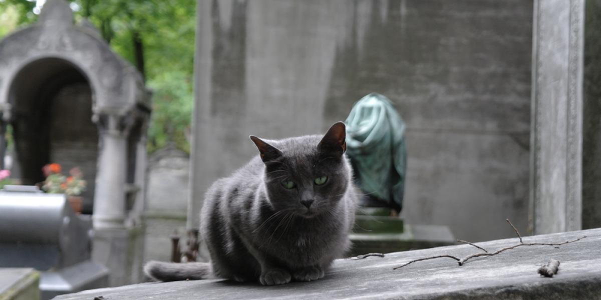 Tv-stjerne blev så glad, at han slog sin kat ihjel ved et uheld