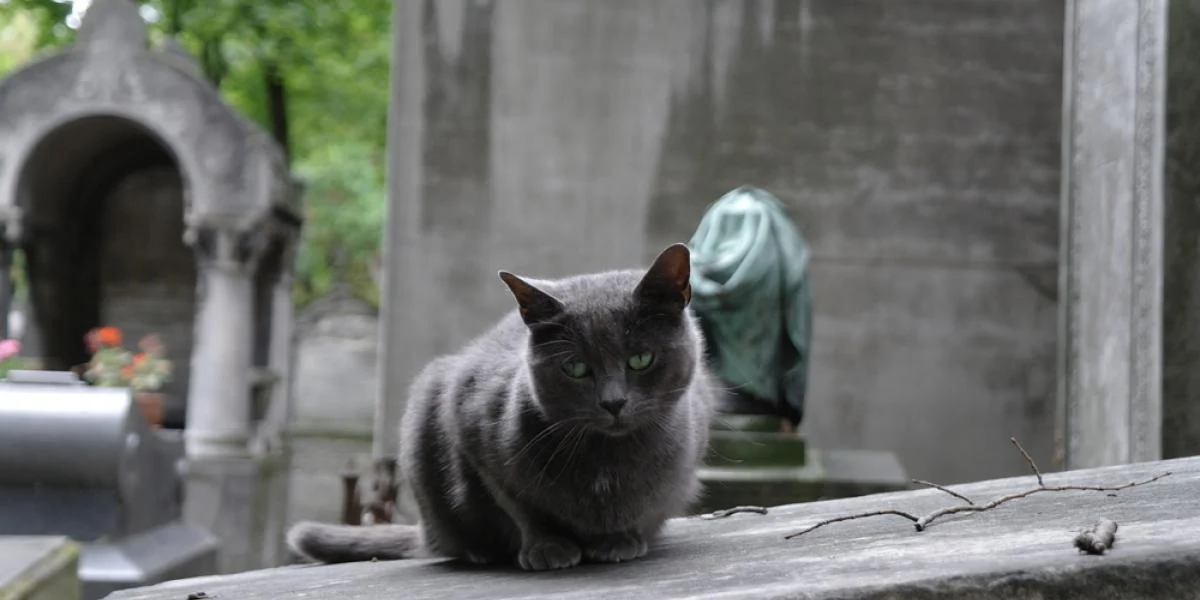 Tv-stjerne blev så glad, at han slog sin kat ihjel ved et uheld