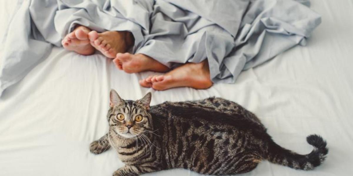 Michelle lod sine katte sove i sin seng – indtil hende gynækolog kom med en bizar melding