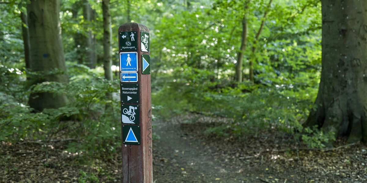 Mountainbike-rytter frustreret: Så 5 mænd bolle i fynsk skov