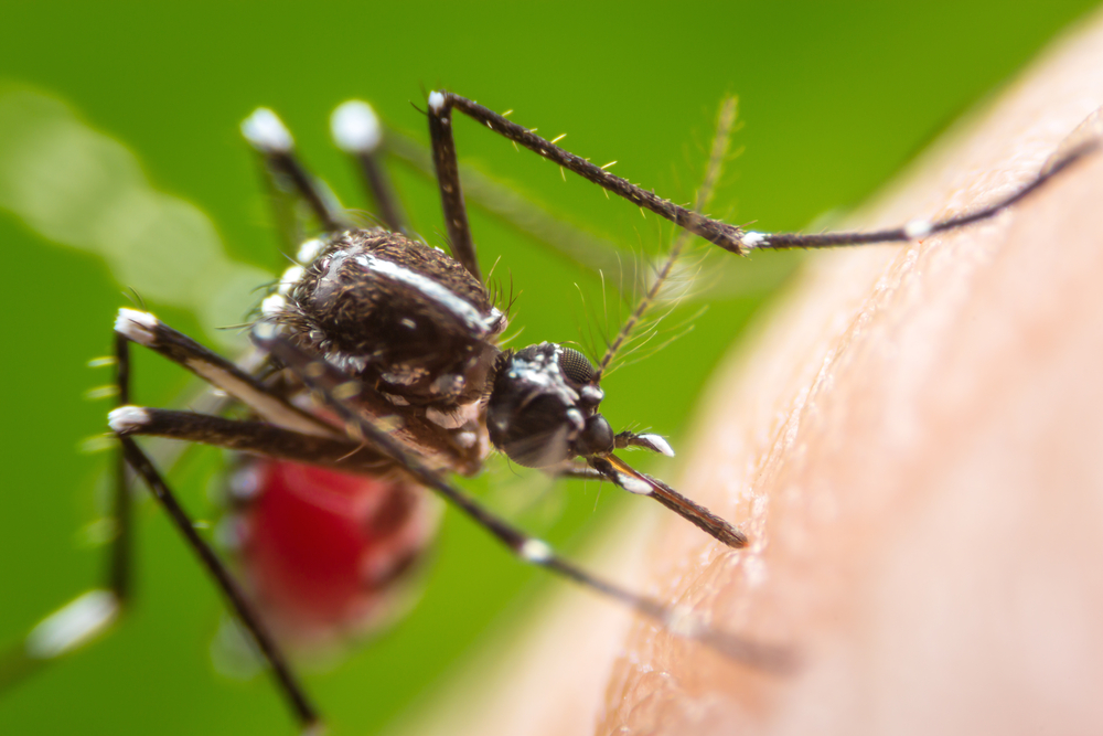 Frygtet virus på vej til Danmark