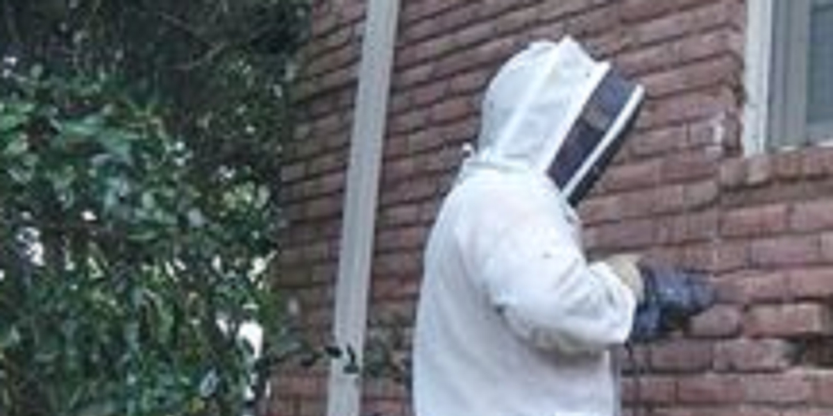 Husejer hørte mystiske lyde fra husmuren: Så gør han en uhyggelig opdagelse