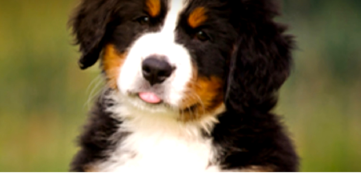 Kvinde i chok da hendes hund bider hende: Så opdager kvinden det er et spørgsmål om liv eller død