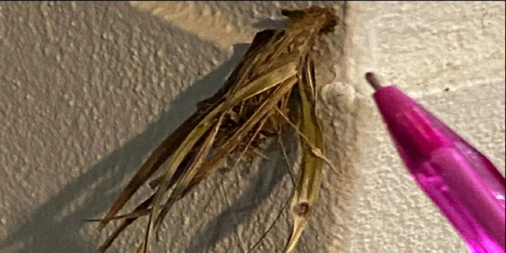 Mand ser noget underligt i sin væg: Da han går tættere på, får han et kæmpe chok