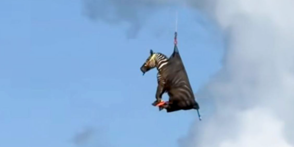 Naboerne troede ikke deres egne øjne: Zebra fløjet afsted med helikopter