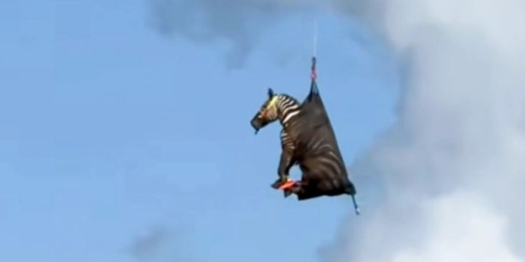 Naboerne troede ikke deres egne øjne: Zebra fløjet afsted med helikopter