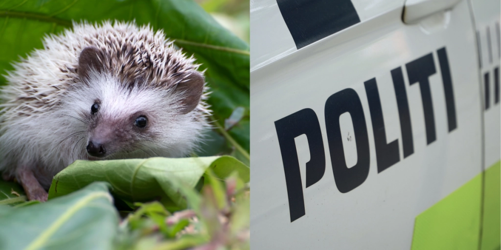 Politiet modtog video af unge der mishandlede pindsvin: Nu er der nyt