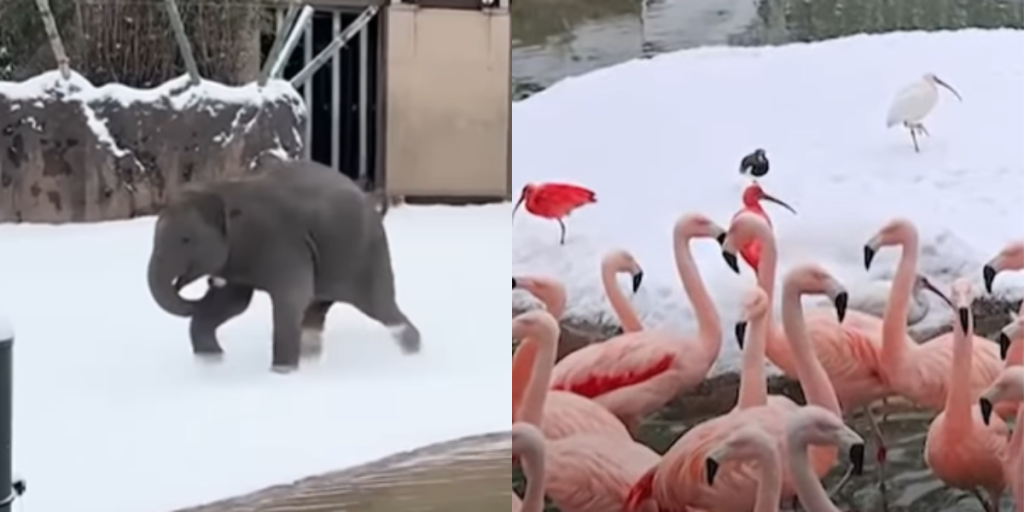 Nuttede video går viralt: Eksotiske dyr leger i sneen i zoologisk have