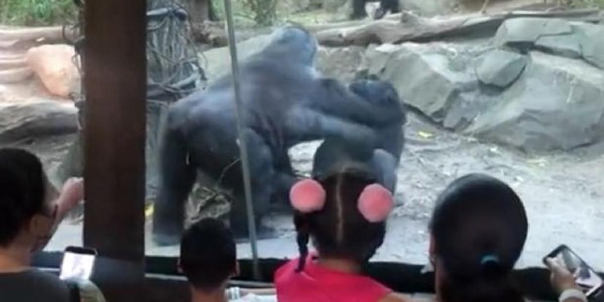Små børn skræmt for livet: Gorillaer dyrker oral få meter fra gæsterne i zoo