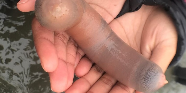 Tusindvis af ‘penis-fisk’ skyller op på stranden