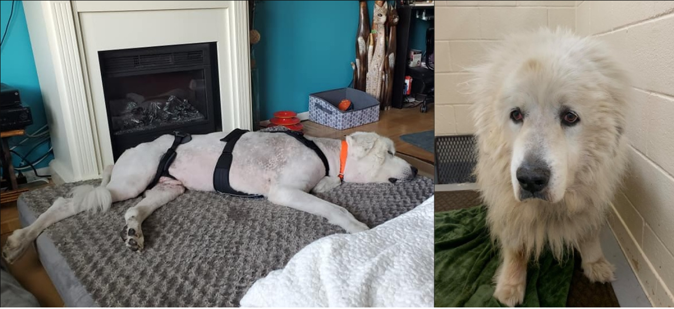 10-årig hund blev efterladt af sine ejere: Sedlen om halsen efterlod dyrlæger i chok