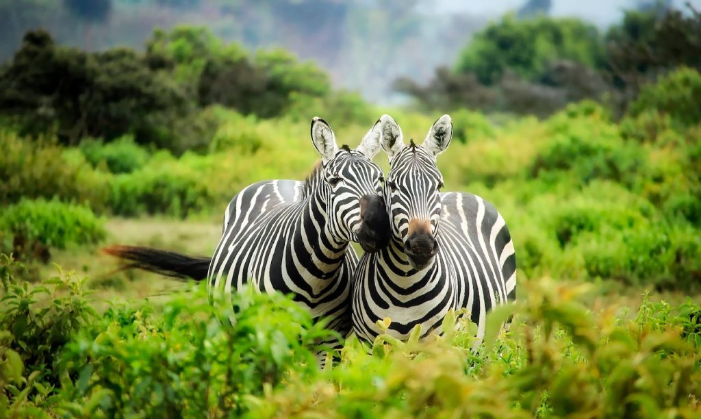 Safari i Tanzania: En overkommelig eventyrrejse