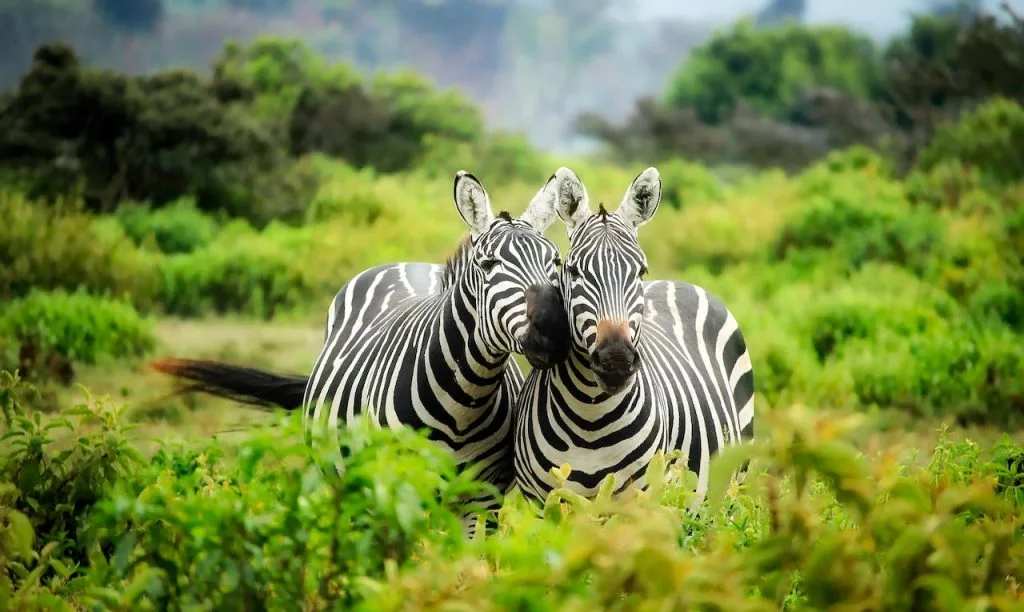 Safari i Tanzania: En overkommelig eventyrrejse