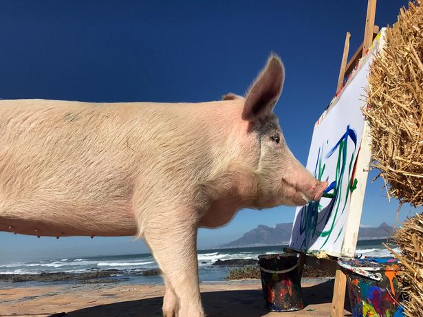 Grisen ‘Picasso’ bliver det første dyr, som åbner en kunstudstilling