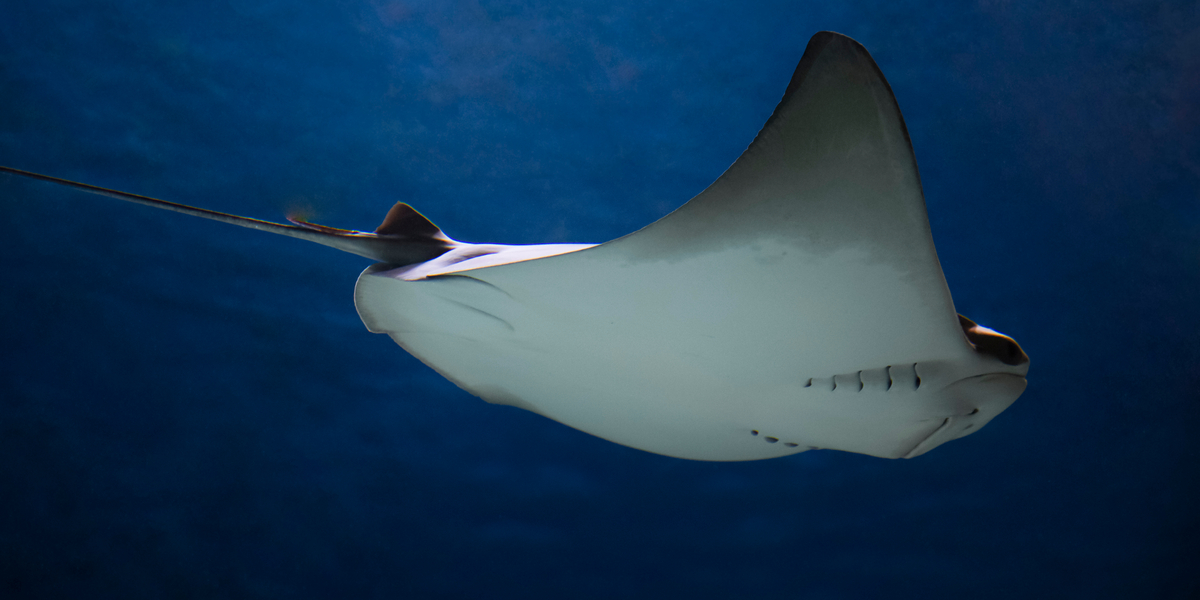 Mand poserer med pilrokke: Det kom han til at fortryde