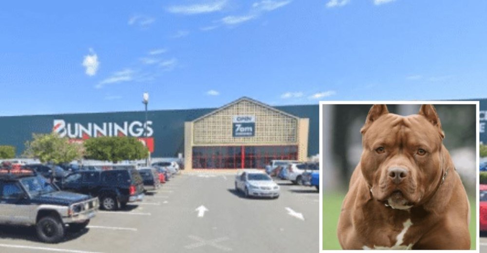 Hund bidt ihjel af pitbull i butik foran forfærdede tilskuere