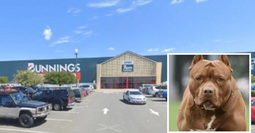 Hund bidt ihjel af pitbull i butik foran forfærdede tilskuere