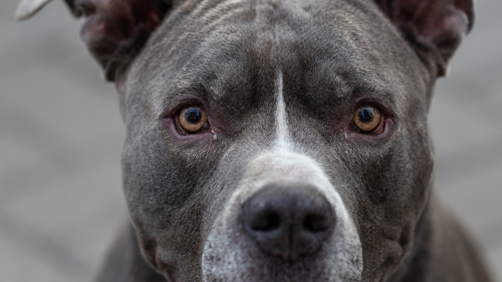 Bande lod pitbull kastrere påstået voldtægtsmand